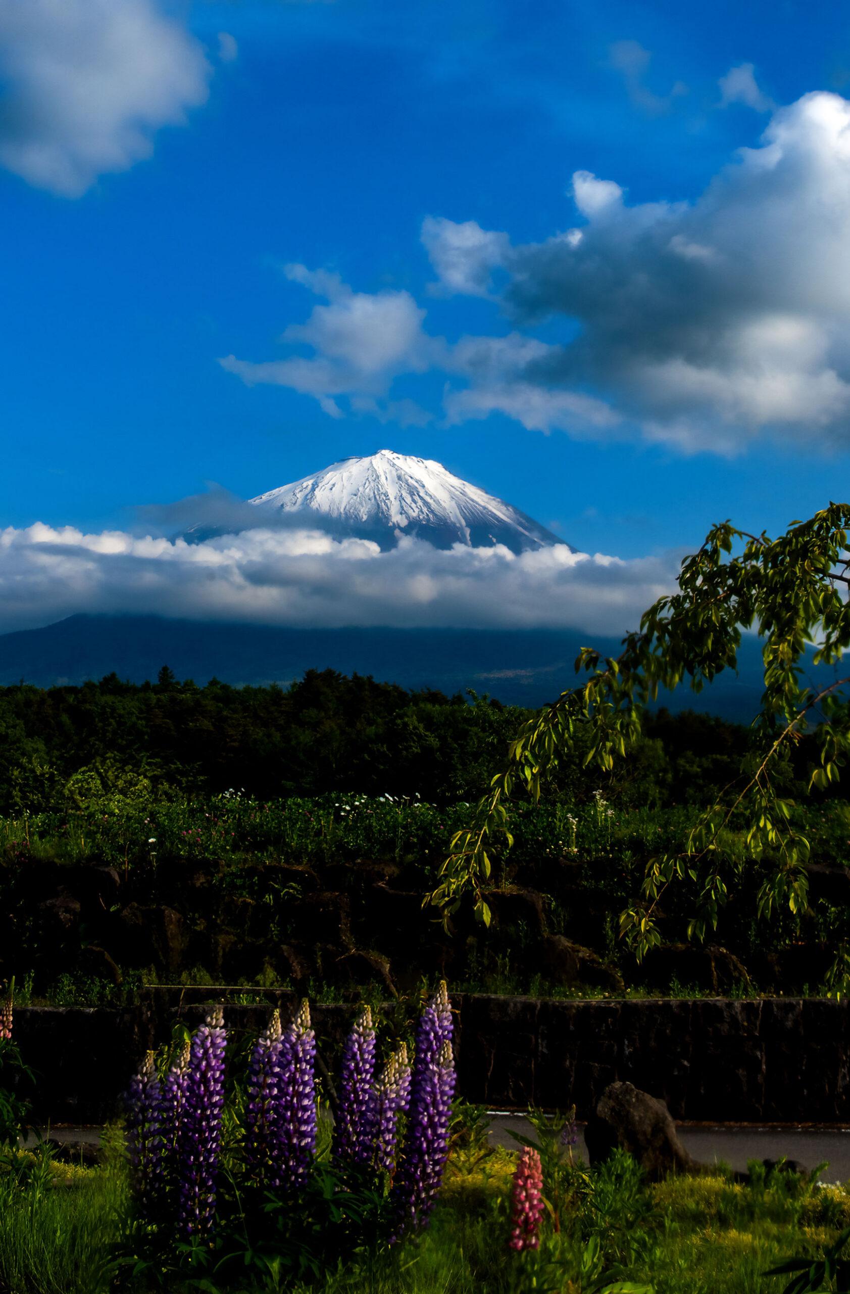 Erin Cazes Japan